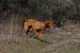 VIZSLA poil court 062